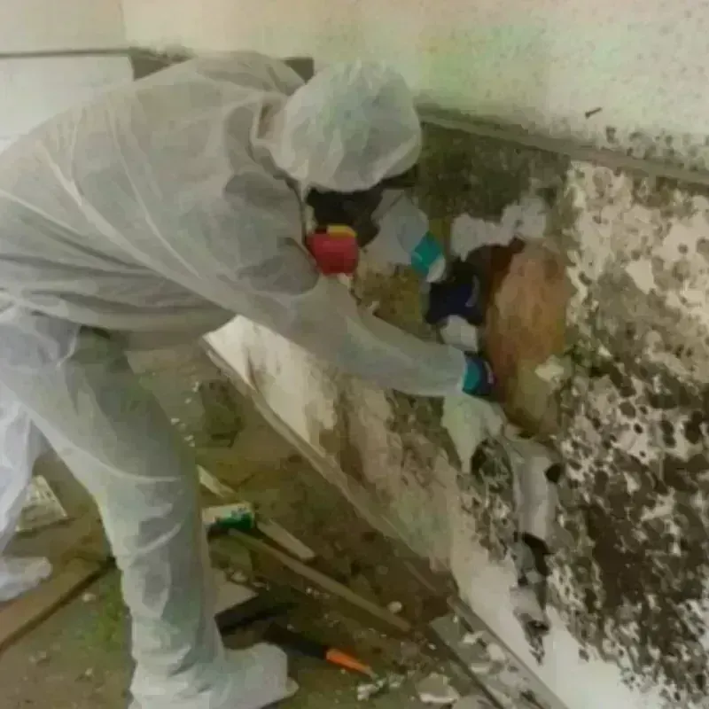 Mold Remediation and Removal in Glen Gardner, NJ